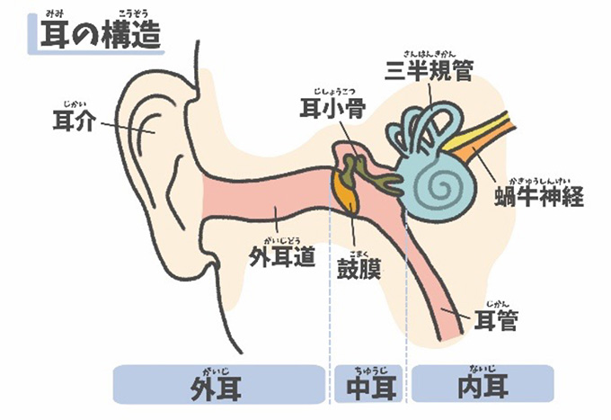 耳の構造
